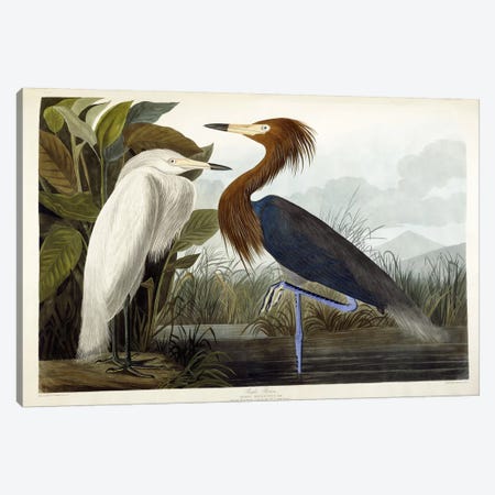 Purple Heron, c.1835  Canvas Print #BMN6085} by John James Audubon Canvas Wall Art