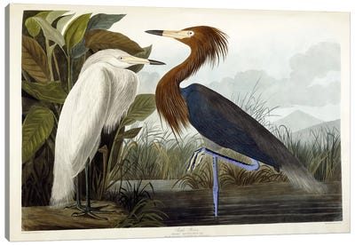 Purple Heron, c.1835  Canvas Art Print