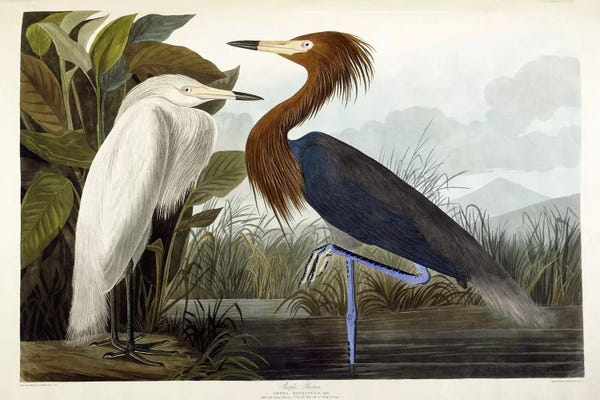 Illustrations: Purple Heron, c.1835  by John James Audubon