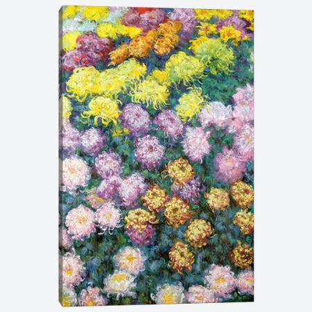 Massif de Chrysanthemes, 1897  Canvas Print #BMN6095} by Claude Monet Canvas Print