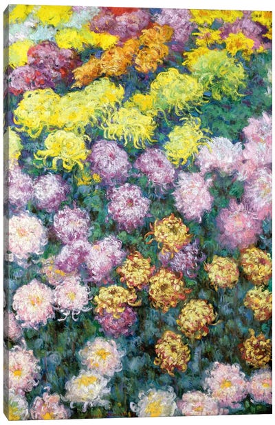 Massif de Chrysanthemes, 1897  Canvas Art Print - Claude Monet