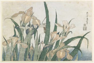Grasshoppers