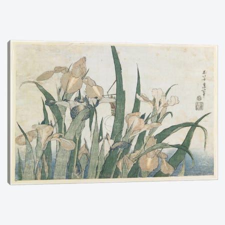 Iris Flowers And Grasshopper, c.1830-31 Canvas Print #BMN6393} by Katsushika Hokusai Canvas Print