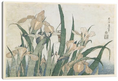 Iris Flowers And Grasshopper, c.1830-31 Canvas Art Print - Katsushika Hokusai