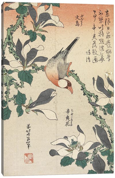 Java Sparrow And Magnolia Canvas Art Print - Katsushika Hokusai