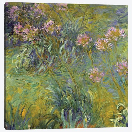 Agapanthus, 1914-26 Canvas Print #BMN6443} by Claude Monet Canvas Print