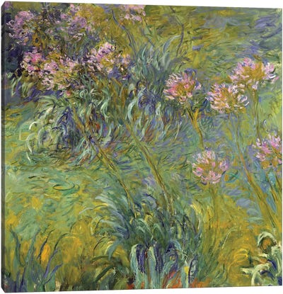 Agapanthus, 1914-26 Canvas Art Print - All Things Monet
