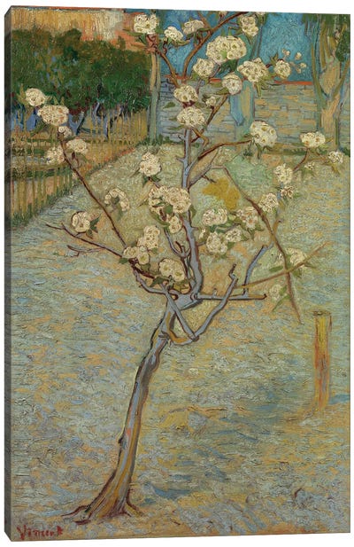 Small Pear Tree In Blossom, 1888 Canvas Art Print - All Things Van Gogh