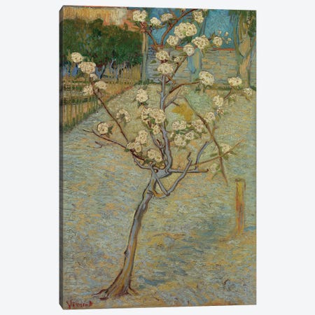 Small Pear Tree In Blossom, 1888 Canvas Print #BMN6515} by Vincent van Gogh Canvas Art