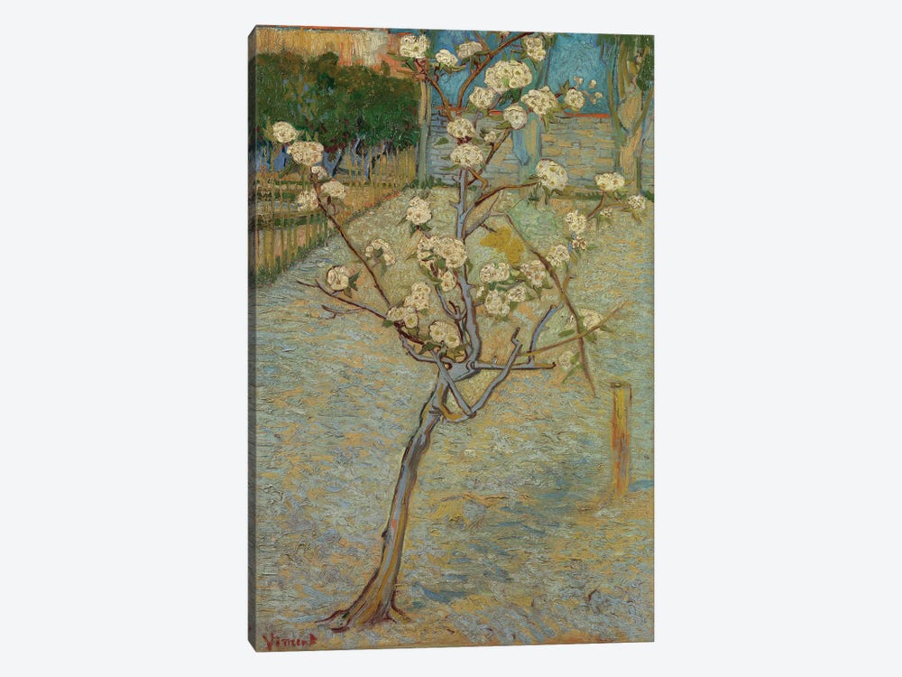 Small Pear Tree In Blossom, 1888 by Vincent van Gogh 1-piece Canvas Print