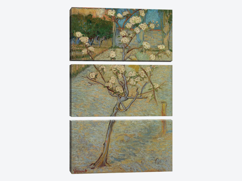 Small Pear Tree In Blossom, 1888 by Vincent van Gogh 3-piece Canvas Print