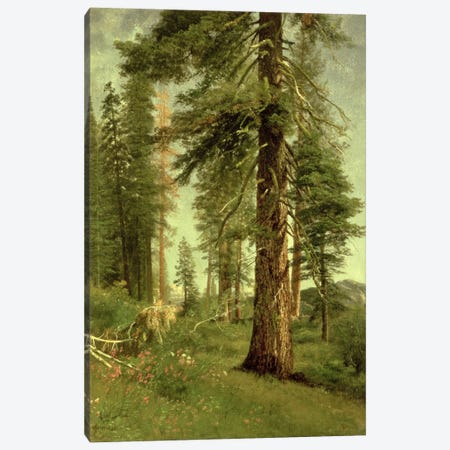 California Redwoods Canvas Print #BMN6530} by Albert Bierstadt Canvas Print
