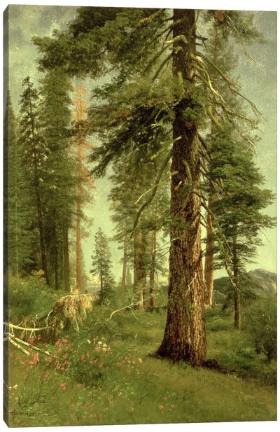 California Redwoods Canvas Art Print - Redwood Trees