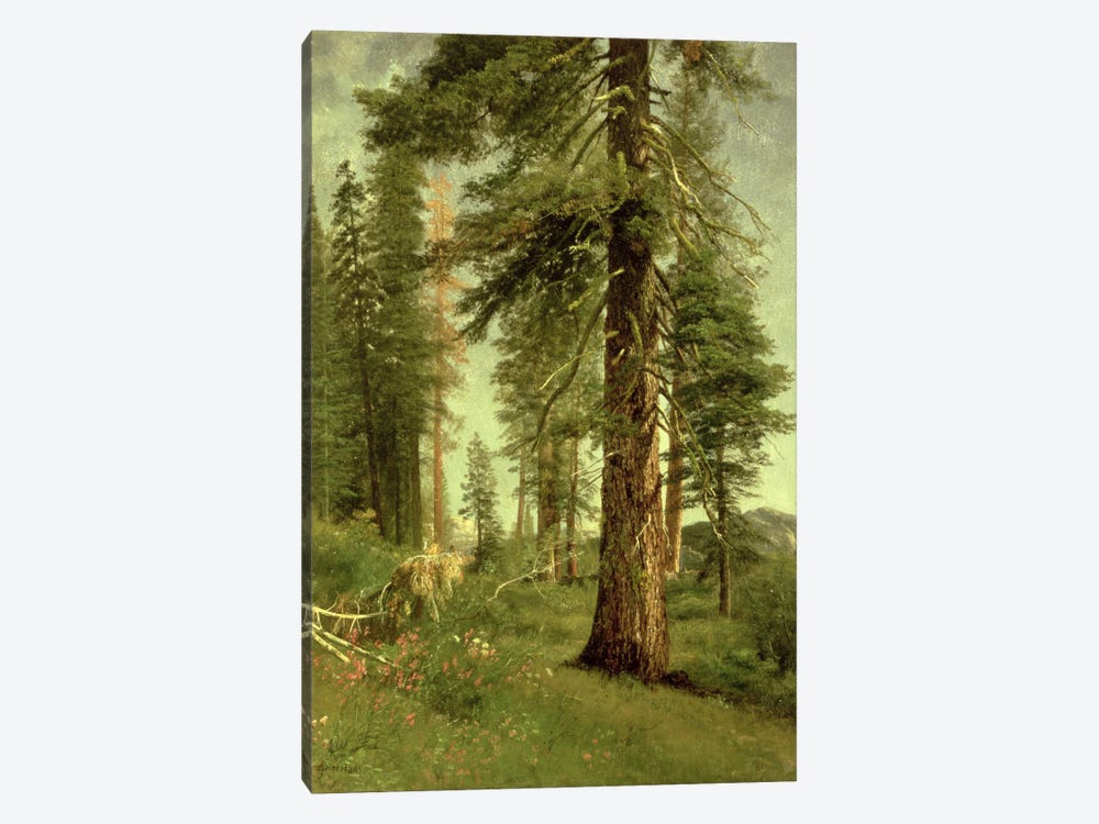 California Redwoods by Albert Bierstadt 1-piece Canvas Art