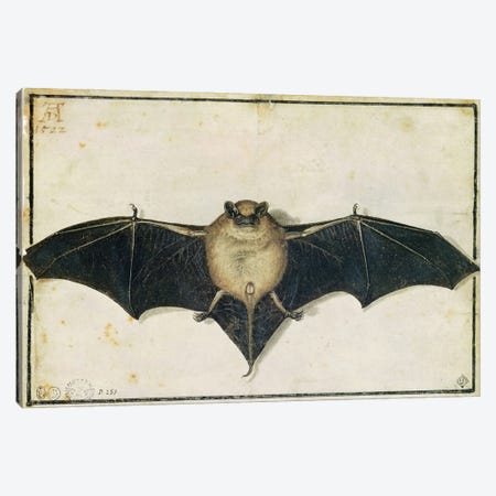 Bat, 1522 Canvas Print #BMN6557} by Albrecht Dürer Canvas Art