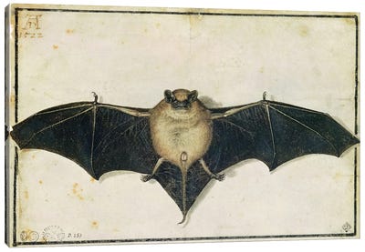 Bat, 1522 Canvas Art Print - Albrecht Durer