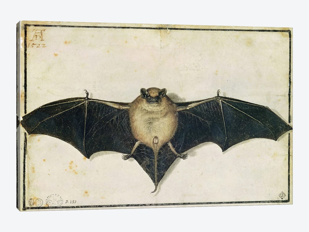 Bat, 1522 1-piece Art Print