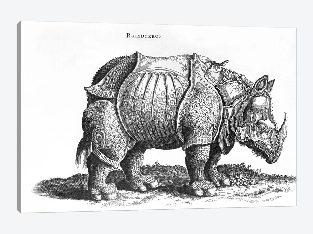 Rhinoceros by Albrecht Dürer 1-piece Canvas Wall Art
