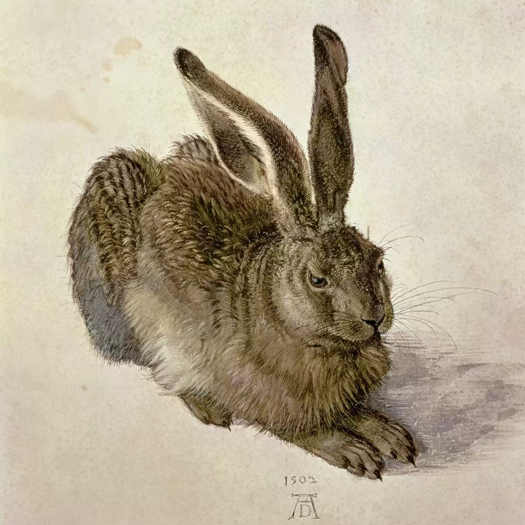 Hare, 1502 by Albrecht Dürer wall art