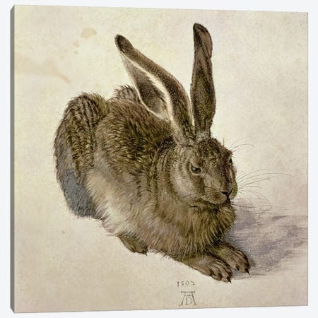 Hare, 1502 Canvas Print #BMN6565} by Albrecht Dürer Art Print