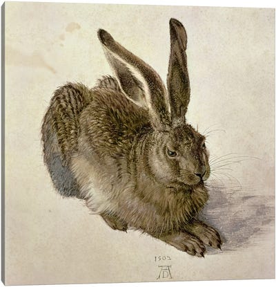 Hare, 1502 Canvas Art Print - Albrecht Durer