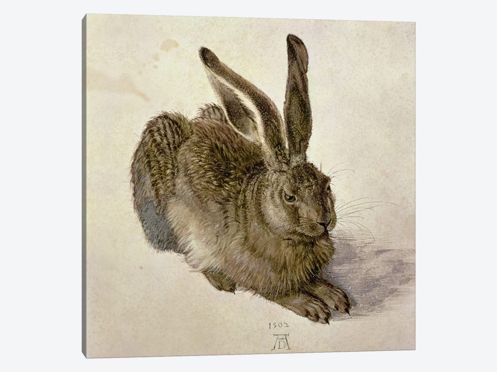 Hare, 1502 by Albrecht Dürer 1-piece Canvas Artwork