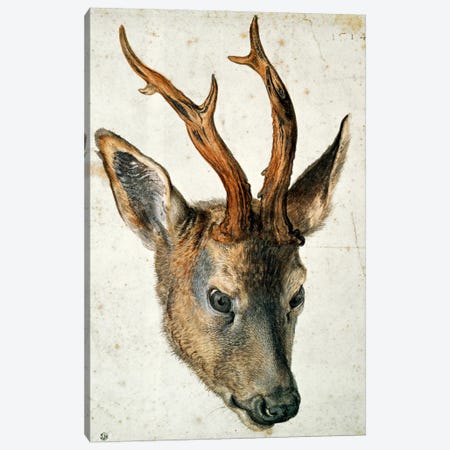 Head Of A Roe Deer Canvas Print #BMN6566} by Albrecht Dürer Canvas Art Print