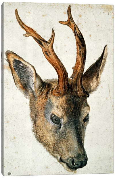 Head Of A Roe Deer Canvas Art Print - Albrecht Durer