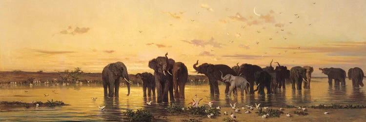 African Elephants 