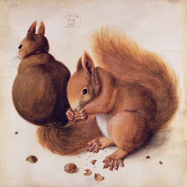 Rodents: Squirrels, 1512 by Albrecht Dürer
