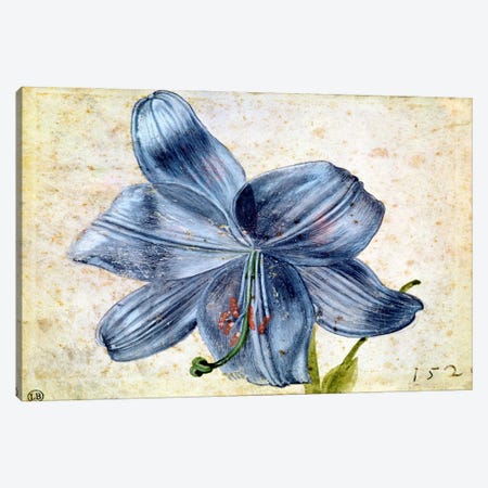 Study Of A Lily, 1526 Canvas Print #BMN6587} by Albrecht Dürer Canvas Print
