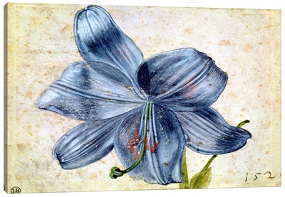 Study Of A Lily, 1526 Canvas Art Print - Albrecht Durer