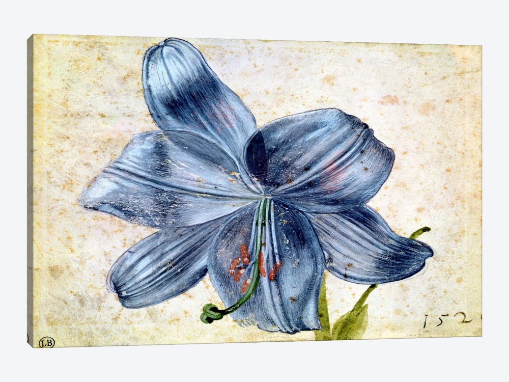 Study Of A Lily, 1526 1-piece Canvas Art