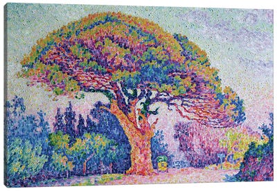 The Pine Tree at St. Tropez, 1909  Canvas Art Print - Post-Impressionism Art
