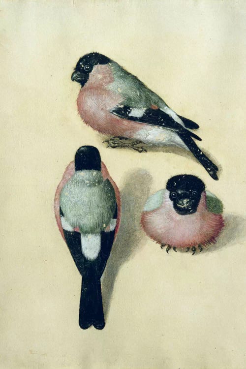 Three Studies Of A Bullfinch by Albrecht Dürer wall art