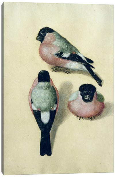 Three Studies Of A Bullfinch Canvas Art Print - Albrecht Durer
