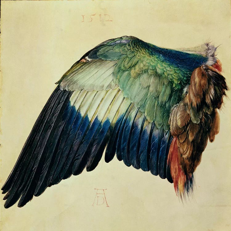 Wing Of A Blue Roller, 1512