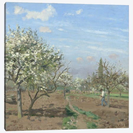 Orchard In Bloom, Louveciennes, 1872 Canvas Print #BMN6661} by Camille Pissarro Art Print
