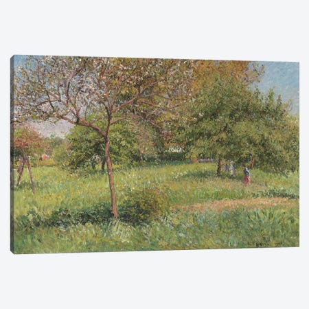 The Great Walnut Tree, Morning, Eragny, 1901 Canvas Print #BMN6689} by Camille Pissarro Canvas Print