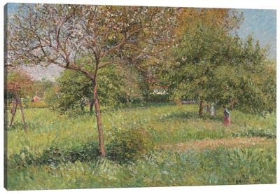 The Great Walnut Tree, Morning, Eragny, 1901 Canvas Art Print - Camille Pissarro