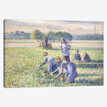 The Harvest Of Peas, 1887 Canvas Print #BMN6690} by Camille Pissarro Canvas Wall Art