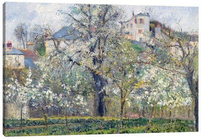 The Vegetable Garden With Trees In Blossom, Spring, Pontoise, 1877 Canvas Art Print - Home Staging Living Room