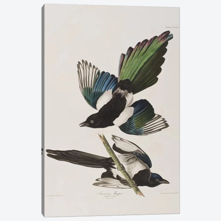 American Magpie Canvas Print #BMN6709} by John James Audubon Canvas Artwork