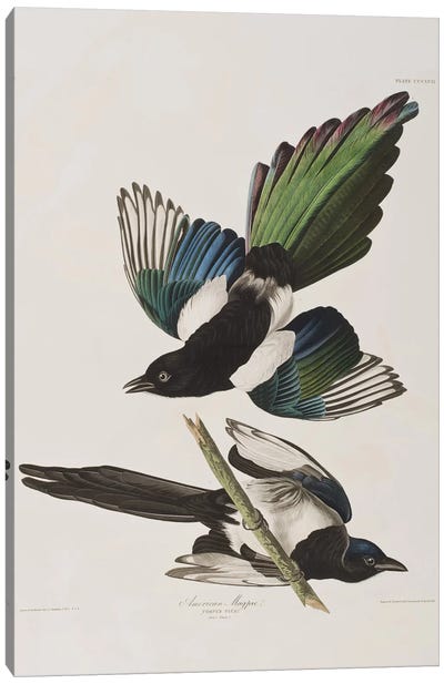 American Magpie Canvas Art Print