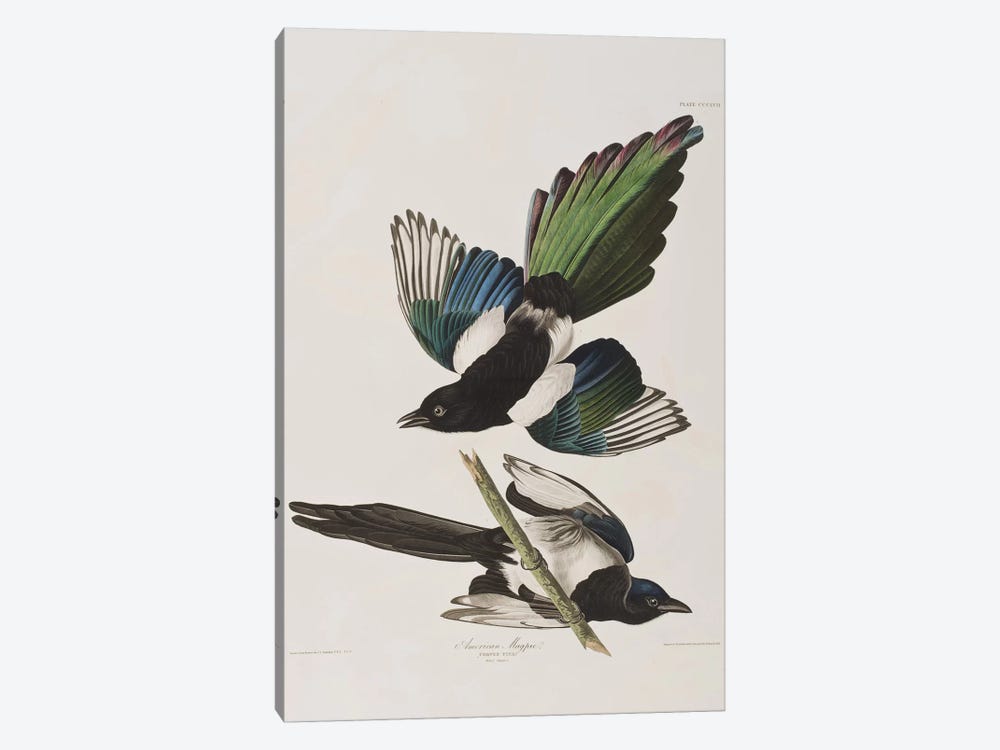 American Magpie by John James Audubon 1-piece Canvas Art Print