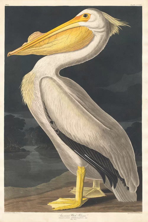 American White Pelican by John James Audubon wall art