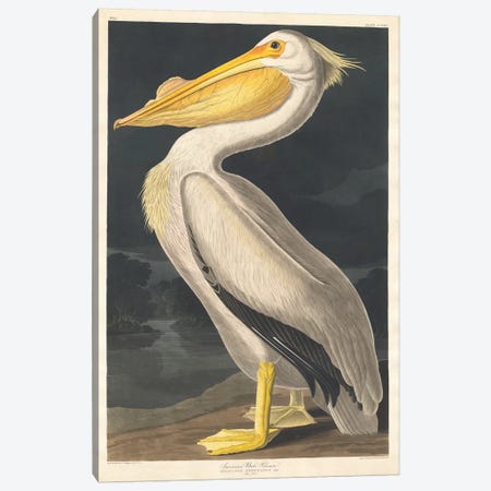 American White Pelican Canvas Print #BMN6710} by John James Audubon Canvas Print