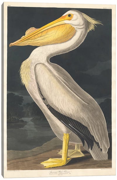 American White Pelican Canvas Art Print - Animal Illustrations
