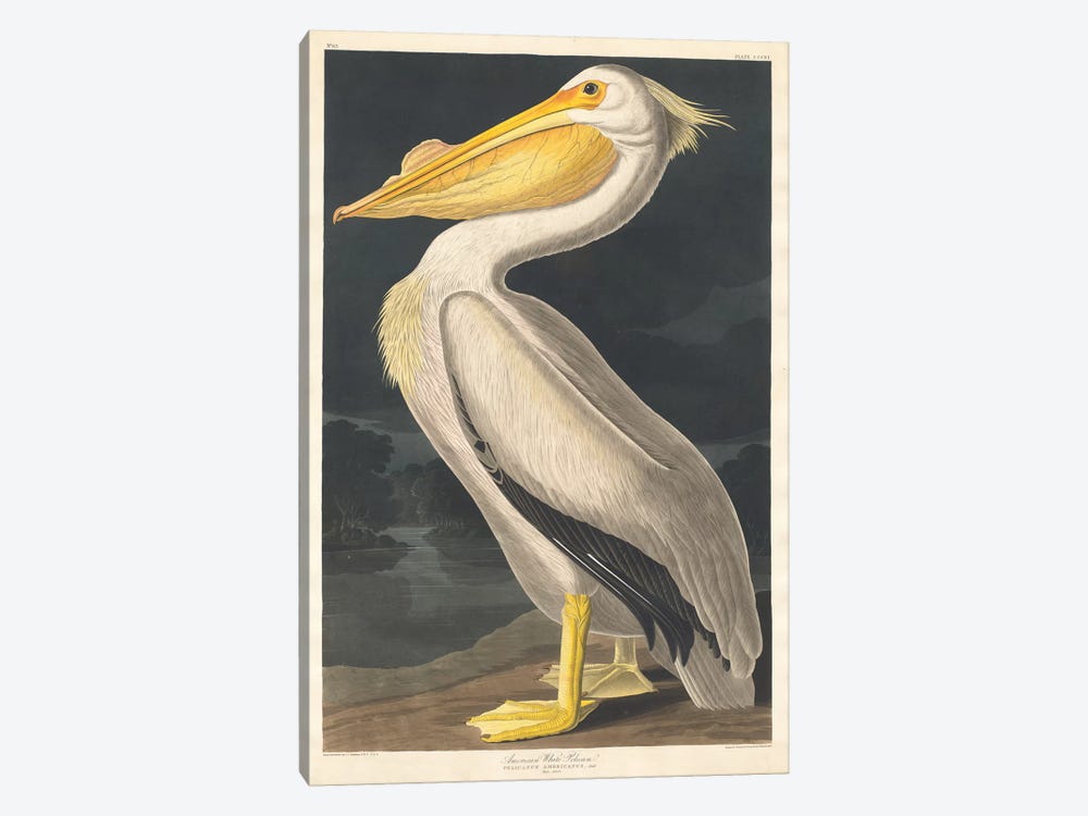 American White Pelican by John James Audubon 1-piece Art Print