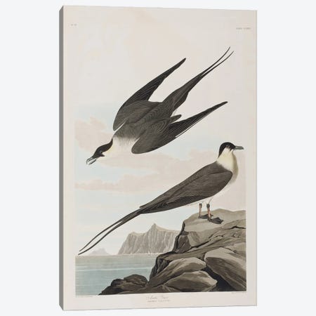 Arctic Jager Canvas Print #BMN6711} by John James Audubon Canvas Art Print